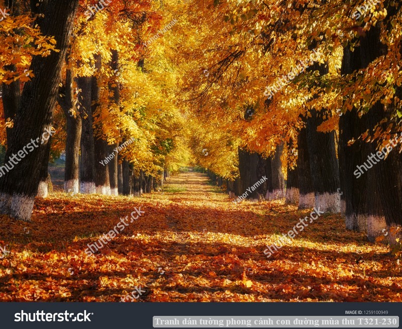 Tranh dán tường phong cảnh con đường mùa thu T321-230